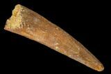 Fossil Pterosaur (Siroccopteryx) Tooth - Morocco #159118-1